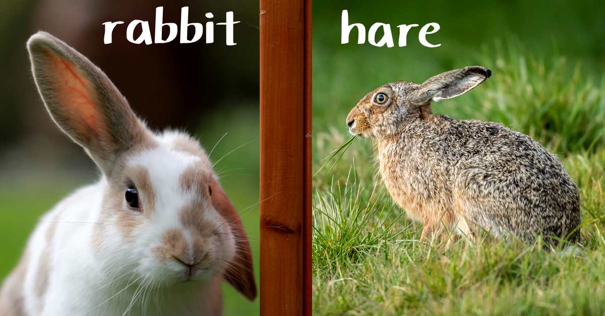 「兔子」英文該用 rabbit bunny hare？「龜兔賽跑」英文原來是….(2)